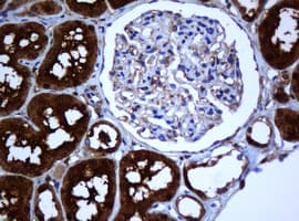 Selenium Binding Protein 1 Antibody (clone OTI3H1)