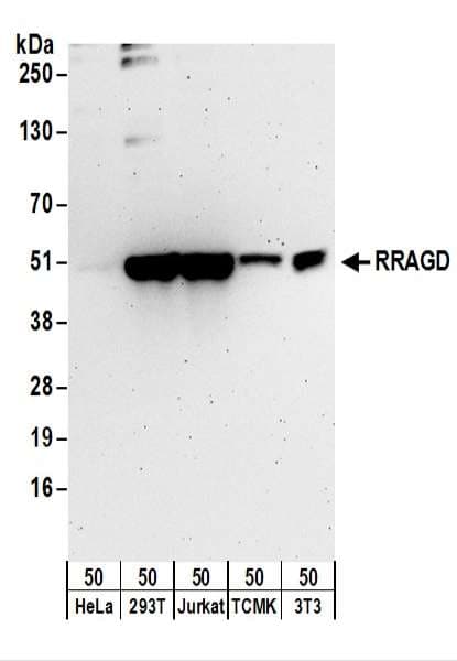 IHC-plus™ RRAGD Antibody (aa1-50)