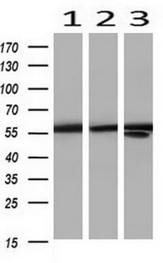 PKM2 Antibody (clone OTI12D5, Carrier-free)