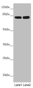 HOOK2 Antibody