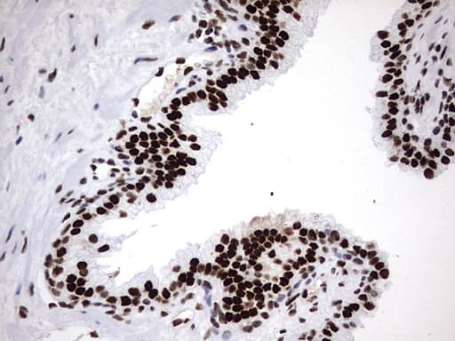 HNRPM / HNRNPM Antibody (aa1-261, clone OTI4C9)
