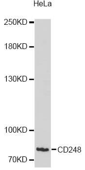 TEM1 / CD248 Antibody
