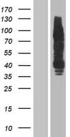 Human ERBB4 / HER4 Protein (Over-Expression Lysate Myc-DDK (Flag))