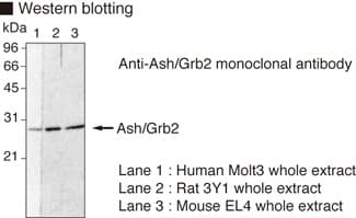 GRB2 Antibody (clone 3F2)