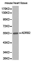 Polyclonal Rabbit anti-Human CD200 Antibody (IHC, WB)
