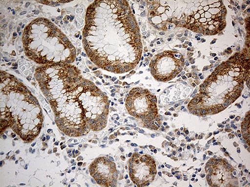 RPL7A / Ribosomal Protein L7a Antibody (aa2-266, clone OTI4D5, Carrier-free)