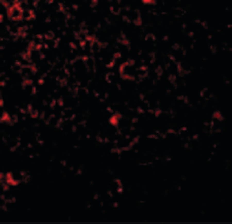 IHC-plus™ TLR1 Antibody