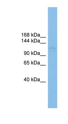 Polyclonal Rabbit anti-Human SF3B130 / SF3B3 Antibody (aa1043-1092, WB)