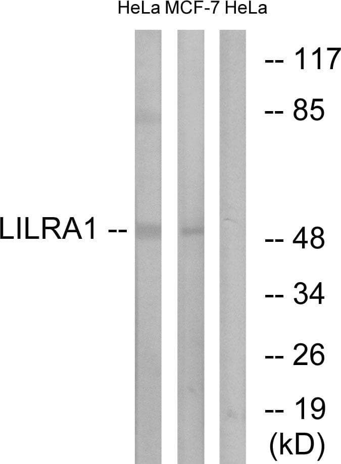 LILRA1 / LIR6 Antibody