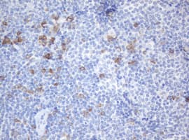 Monoclonal Mouse anti-Human SRPRB Antibody (clone OTI2B9, IHC, WB)