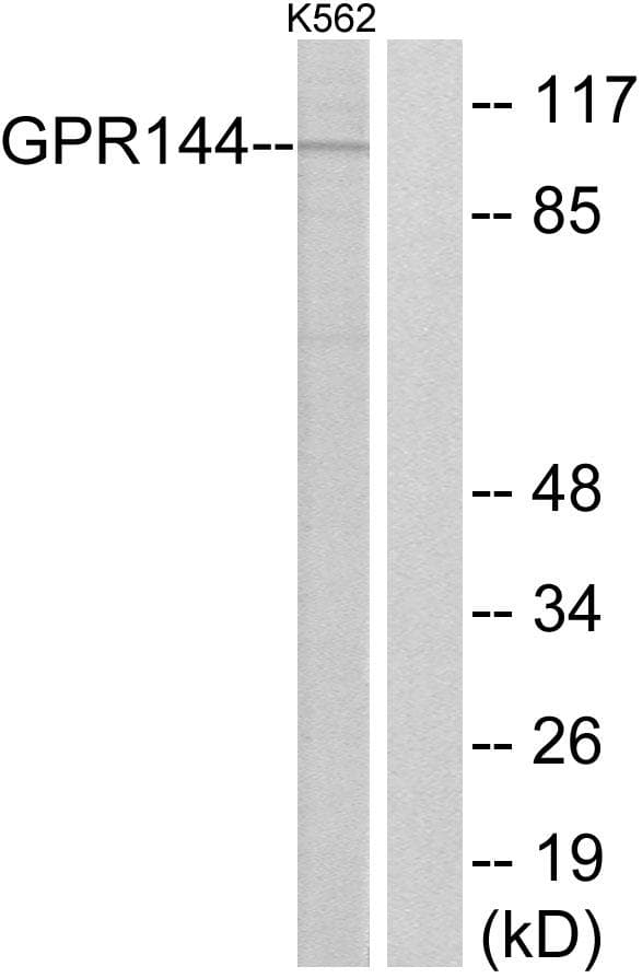 ADGRD2 / GPR144 Antibody