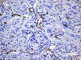 TMEM173 / STING Antibody (clone OTI4H1)