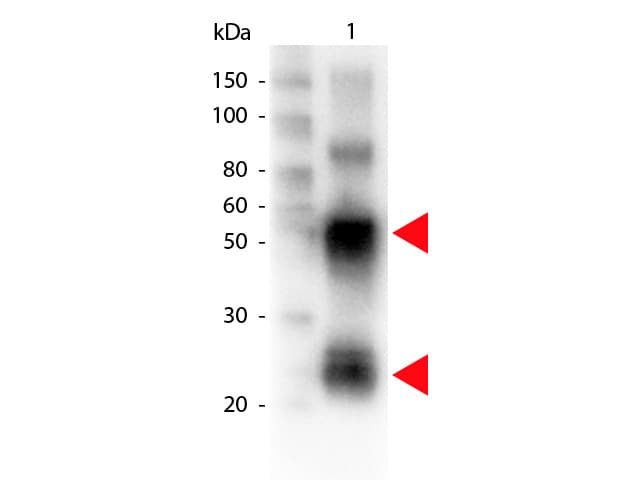 Polyclonal Rabbit Anti-Pig IgG Secondary Antibody (Biotin, IHC, WB)