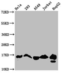 HIST1H3A Antibody