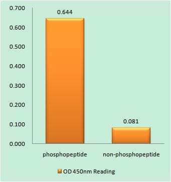 NFAT5 Antibody (phospho-Ser1197)