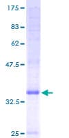 Human CNIH4 / HSPC163 Protein (Recombinant GST)