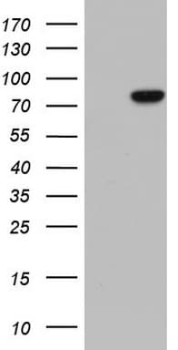LMNA / Lamin A+C Antibody (clone OTI1B7, Carrier-free)