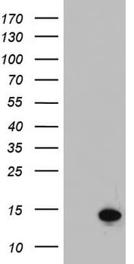 AAMDC Antibody (clone OTI5E4)