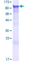 Human NSF Protein (Recombinant GST)