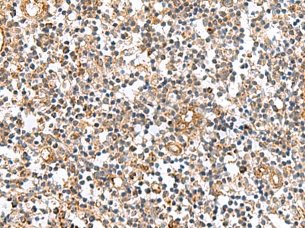 MRPS28 Antibody