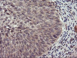 USP10 Antibody (clone OTI1H9)
