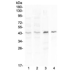 SP6 Transcription Factor Antibody