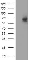 IL10RA Antibody (clone OTI1C12)