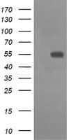 CD33 Antibody (clone OTI1E4)