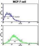 DSG2 / Desmoglein 2 Antibody (aa145-216)
