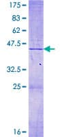 Human MRPL14 Protein (Recombinant GST)