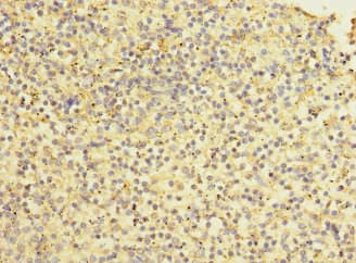 STAB2 / HARE Antibody