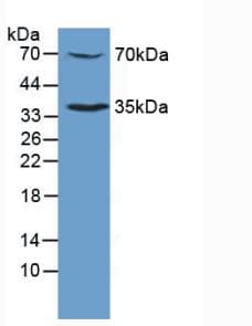 CD110 / MPL Antibody (aa311-460, APC)