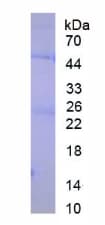 Human IgG Protein (Native)