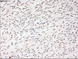 USP13 Antibody (clone OTI4G1)