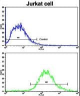 MER / MERTK Antibody