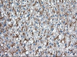 HID1 / C17orf28 Antibody (clone OTI2F4, Carrier-free)