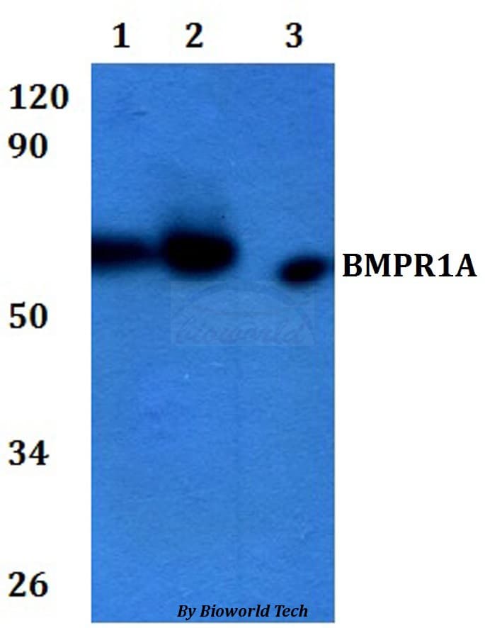 ALK3 / BMPR1A Antibody