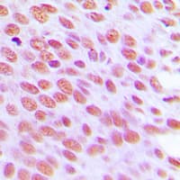 NUB1 Antibody (C-Terminus)