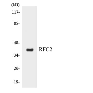 RFC2 / RFC40 Antibody (aa116-165)