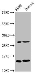 Polyclonal Rabbit anti-Human HIST1H2BN Antibody (WB)