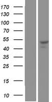 SNX30 Protein (Over-Expression Lysate Myc-DDK (Flag))