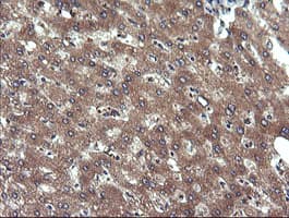 CHGA / Chromogranin A Antibody (clone OTI2D6)
