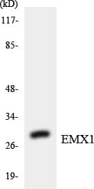 EMX1 Antibody (aa171-220)