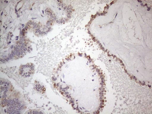 SNRPB2 Antibody (clone OTI2A5, Carrier-free)