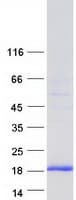 Human GOLGA7 Protein (Recombinant Myc-DDK (Flag))
