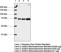 PTGS2 / COX2 / COX-2 Antibody