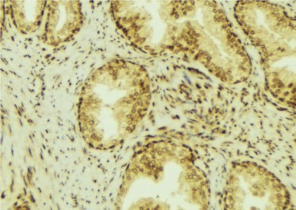 Polyclonal Rabbit anti-Human EBAG9 / RCAS1 Antibody (IHC, IF, WB)