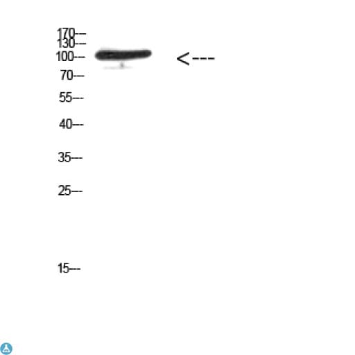 MER / MERTK Antibody