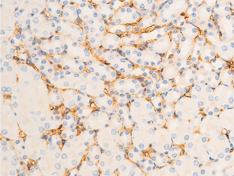 ICAM-1 / CD54 Antibody (phospho-Tyr512)