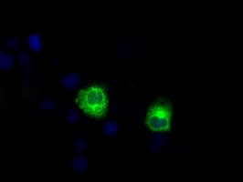 LIPG / Endothelial Lipase Antibody (clone OTI1B8)